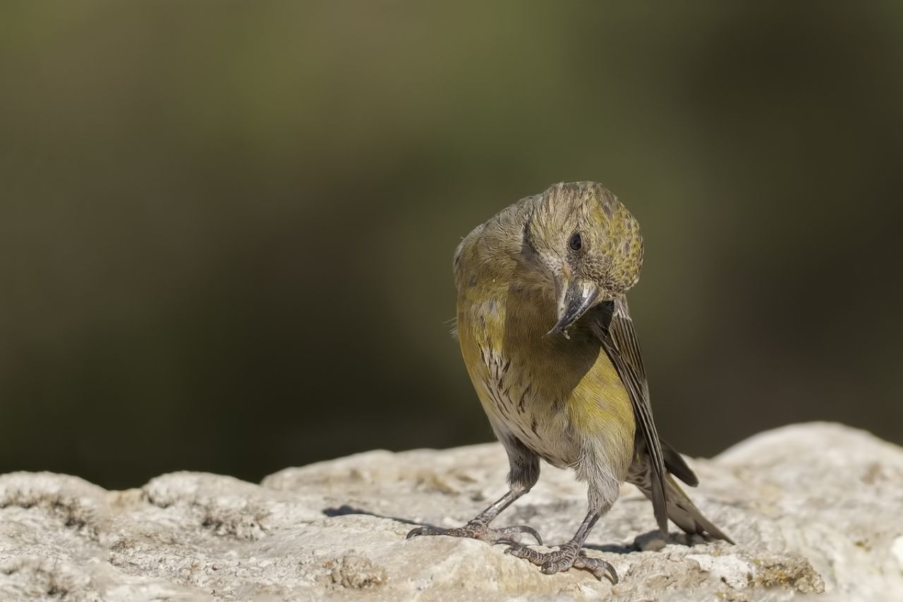 Crociere  (Loxia curvirostra)